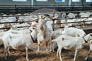 Dominator Male Goat with large Horns surrounded by Goat Females in Roofing Shed on industrial Dairy Farm