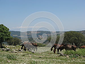 Domingo Chinchilla Â´s pure andalusians stud