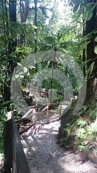 dominica waterfall trail