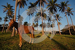 Dominican coast and horse