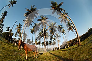 Dominican coast and horse