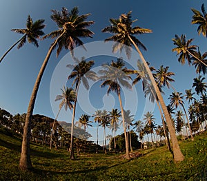 Dominican coast - palms