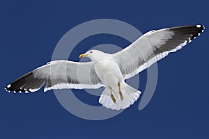 Dominican gull soaring in blue sky in Antarctica