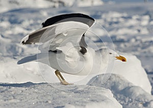 Dominican gull on takeoff.