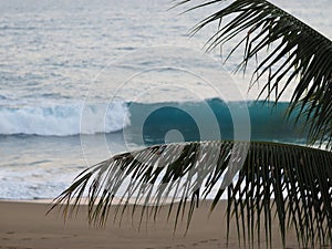 Dominican Republic, Beach at dusk, waves and palm branches.