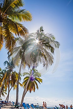 Dominican Republic. 20 NOVEMBER 2021. Caribbean beach with a lot of palms and white sand, sunbeds. Sunny warm day at the sea under