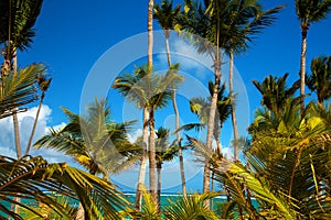 Dominican Republic, Punta cana, Saona Island - Mano Juan Beach. Fishermen`s village