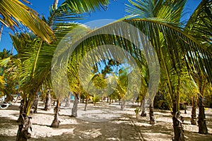 Dominican Republic, Punta cana, Saona Island - Mano Juan Beach. Fishermen`s village