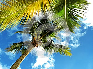 Dominican Republic, Punta cana, Saona Island - Mano Juan Beach. Fishermen`s village