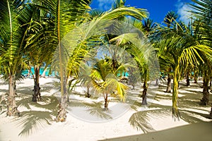 Dominican Republic, Punta cana, Saona Island - Mano Juan Beach. photo