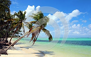 Dominican Republic, Punta Cana - Tropical beach with coconut palms