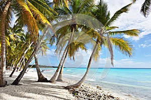 Dominican Republic, Saona Island - Mano Juan Beach