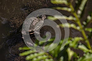Dominican Turtle in lagoon 10