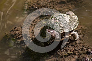 Dominican Turtle in lagoon 2