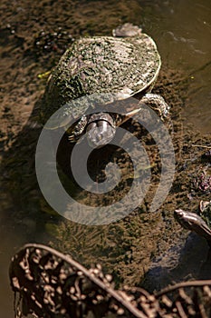 Dominican Turtle in lagoon 3