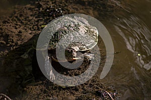 Dominican Turtle in lagoon 6