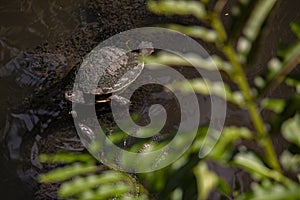Dominican Turtle in lagoon 8