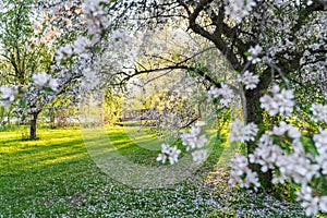Dominion Arboretum of Ottawa in Spring photo