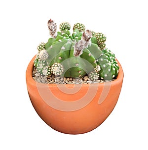 Domino cactus, or Echinopsis subdenudata Easter Lily Cactus on white background