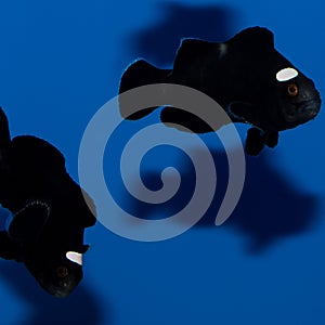 Domino Clownfish Pair