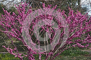 Don Egolf chinese redbud in blossom. photo