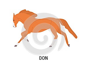 Don horse flat vector illustration. Beautiful pedigree equine, Russian breed hoss. Horse breeding, equestrian sport