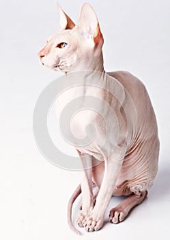 Don Sphinx (DONSPHINX) cat