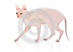 Don Sphinx (DONSPHINX) cat