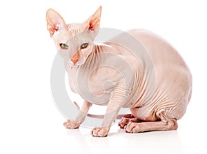 Don Sphinx (DONSPHINX) cat