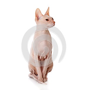 Don Sphinx (DONSPHINX) cat