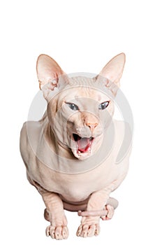 Don Sphinx (DONSPHINX) cat