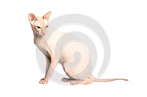 Don Sphinx (DONSPHINX) cat