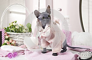 Don Sphinx kitty dressed in pajama