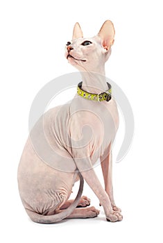 Don Sphynx