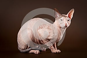 Don Sphynx