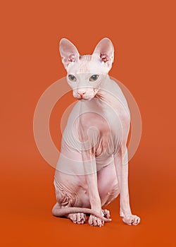 Don sphynx