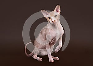 Don sphynx