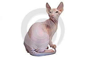 Don sphynx