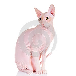 Don Sphynx cat