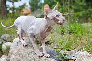 Don sphynx cat braces for jump somebody in grass, standing on stone