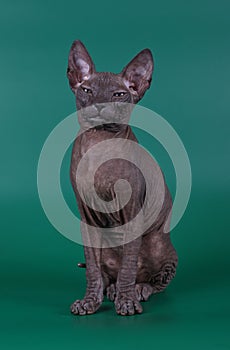 Don Sphynx cat on colored backgrounds