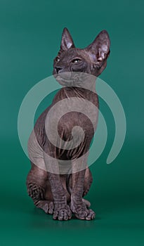 Don Sphynx cat on colored backgrounds