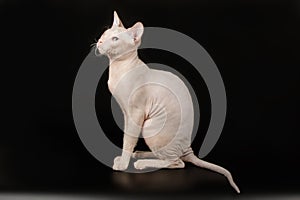 Don Sphynx cat on colored backgrounds