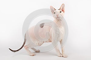 Don Sphynx cat on colored backgrounds