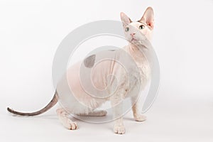 Don Sphynx cat on colored backgrounds