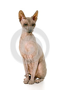 Don Sphynx on isolated white