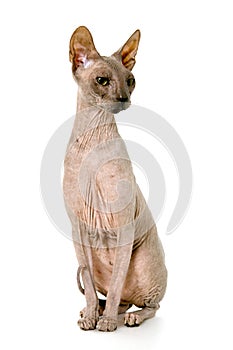 Don Sphynx on isolated white