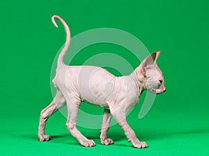 Don sphynx kitten