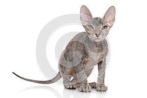 Don Sphynx kitten