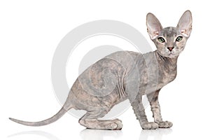 Don Sphynx kitten